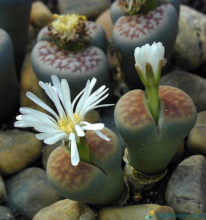 Живи камъни или Lithops