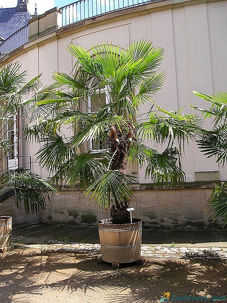 Gyvenimas palmėmis