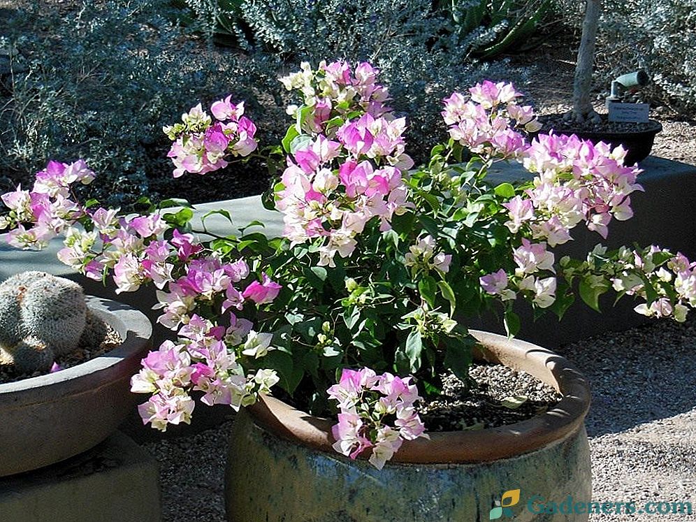 Ziemas kopšana vannai Bougainvillea