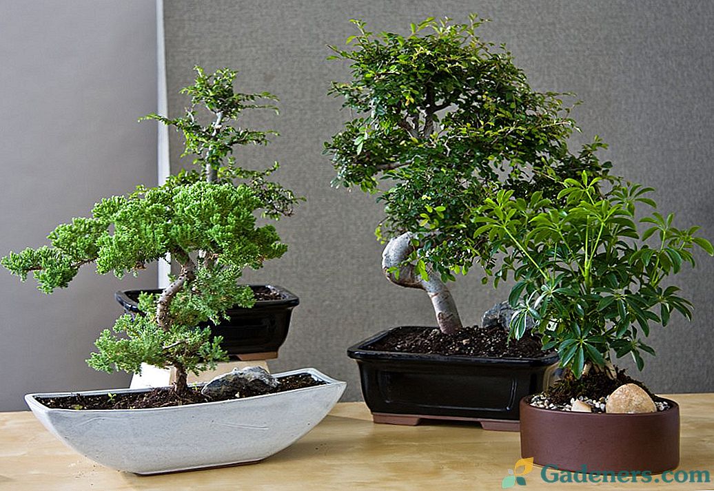 Zlatna pravila za uzgoj unutarnjih bonsai