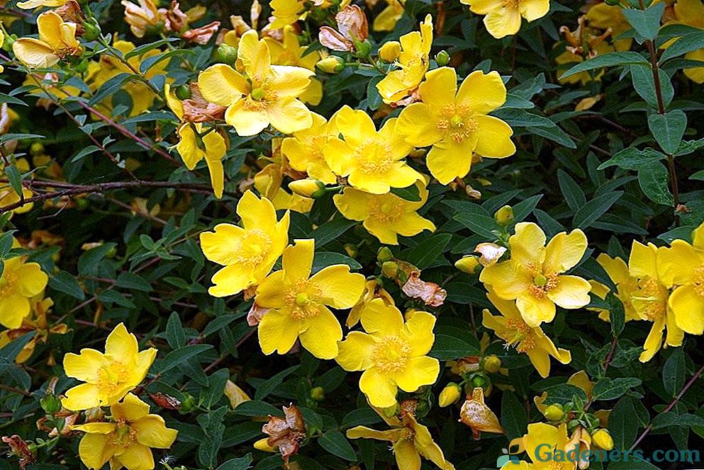 Hypericum