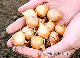 Agrotécnica de cultivo de cebollas siembra: reglas de plantación y cuidado