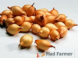Cipolla di prua: consigli pratici per la coltivazione