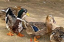 Comment élever des canards à la maison: recommandations pratiques