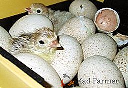Cómo cultivar pavo en una incubadora
