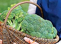 Applicazione e uso di broccoli, benefici e danni