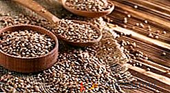 Beneficio y daño del trigo sarraceno para la salud humana