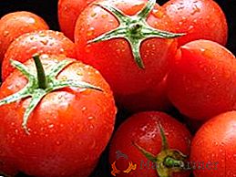 Muito e qualidade: variedades de tomate de alto rendimento