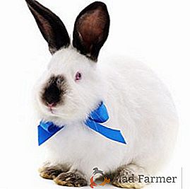 Secretos de la cría exitosa de conejos californianos