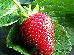 Căpșuni: conținut caloric, compoziție, beneficii și rău