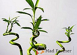 Как да расте танцьор Sander, засаждане и грижи за многогодишно тревисто растение