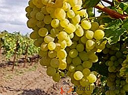Fertilizar la uva en otoño es una ocupación importante y significativa