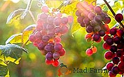 Dbamy o winogrona jesienią: zasady i porady