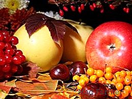 Cuidado de outono para macieiras