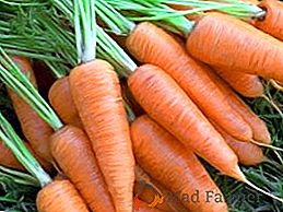 Jarná výsadba mrkva: najlepšia rada