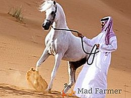 Arabské plemeno koní