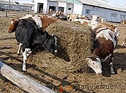 Cicicercoza bovinelor: ce boală și cum să o luptați
