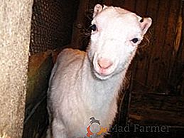 Ламанча - порода молочних кіз