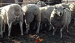 Найпродуктивніший господарство з Гиссарськом вівцями