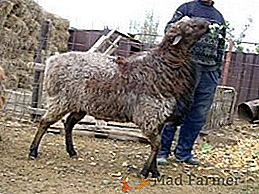 Pýchou stepí Kazachstanu je plemeno oviec Edilbaev