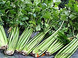 Kako čuvati celer za zimu, pripremati vitamine kod kuće