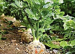 Výsadba a péče o celer v zahradě