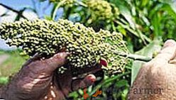 Cultivo e colheita de sorgo para forragem verde, silagem e feno