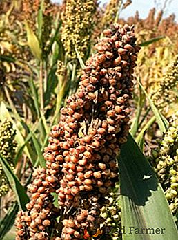Tipy na výsev a pestovanie ciroku zrna