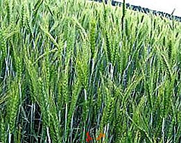 Triticale: descrierea și cultivarea unui hibrid de secară și grâu