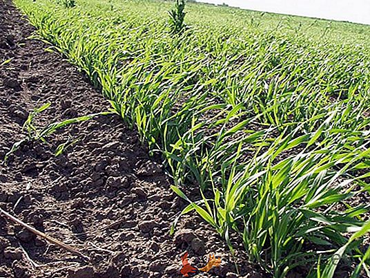 Україна посадить ранні зернові культури на 2,4 млн га