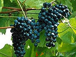 Лучшие технические сорта винограда