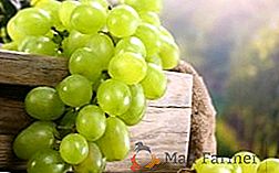 Лучшие белые сорта винограда