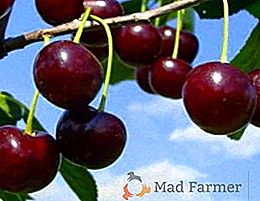 10 famose varietà precoci di ciliegie con descrizione e foto