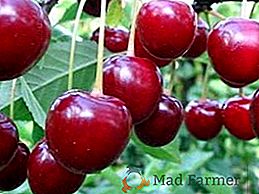 Caratteristiche e peculiarità della coltivazione della ciliegia "Turgenevka"