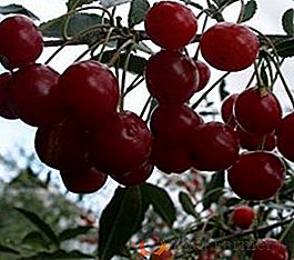 Cherry "Abundant": charakterystyczne, zalety i wady
