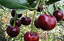 Cherry "Ashinskaya": vlastnosti, výhody a nevýhody