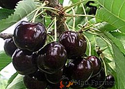 Cherry "Black Large": opis, sadnja i njegu