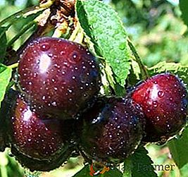 Cherry "Chernokorka": caracteristici, secrete de cultivare de succes