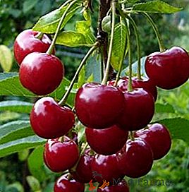 Cereja-cereja "Cherry-Cherry" classificar: características e características, vantagens e desvantagens