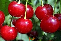 Cherry щедра: описание, характеристики на засаждане и грижи