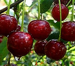 Cherry "Mayak": opis odmiany