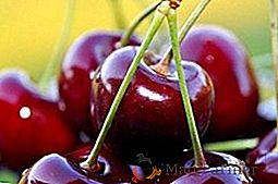 Cherry "Precious Carmine": característica