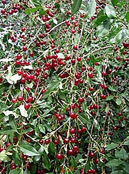 Cherry "Ural ruby": характеристики и селскостопански техники за отглеждане