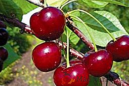 Cherry "Garnet de iarnă": caracteristică