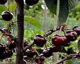 Uprawa czereśni "cudowna wiśnia": najlepsze wskazówki do sadzenia i pielęgnacji