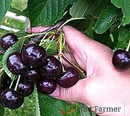 Cultivo de cereza "Shpanka"