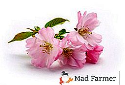 Secretos del cultivo exitoso de sakura en el carril del medio