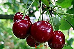 De ce Cherry Dry: Prevenirea și tratarea monilioză pe cireșe și cireșe