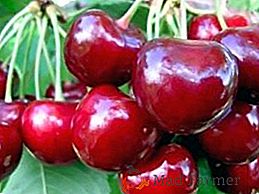 Cherry Iput