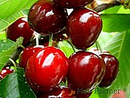 Cherry "Fertile"